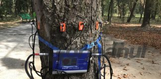 „Tomograful copacilor”, deja funcțional în Parcul Central!