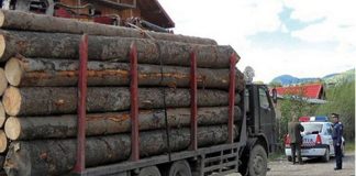 Material lemnos confiscat de polițiști, dar și o amendă de 10.000 de lei