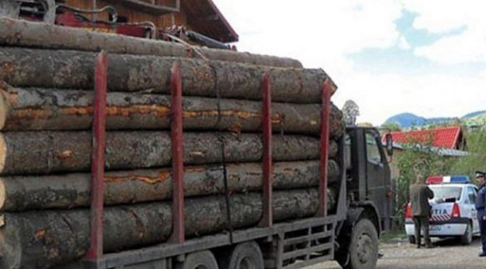 Material lemnos confiscat de polițiști, dar și o amendă de 10.000 de lei