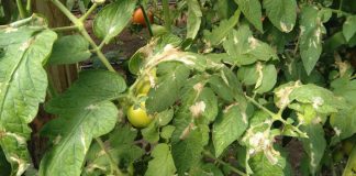 Agricultura pe înțelesul tuturor – Tuta absoluta, cel mai periculos dușman al legumicultorilor