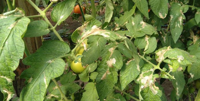 Agricultura pe înțelesul tuturor – Tuta absoluta, cel mai periculos dușman al legumicultorilor