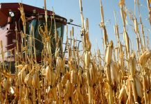 Agricultura pe înțelesul tuturor – Graficul lucrărilor agricole în luna octombrie