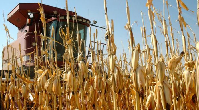 Agricultura pe înțelesul tuturor – Graficul lucrărilor agricole în luna octombrie