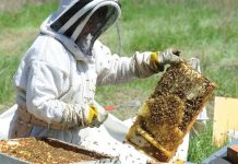 Vin banii pentru apicultorii gorjeni!