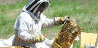 Vin banii pentru apicultorii gorjeni!