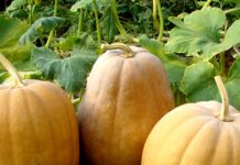 Dovleac (Cucurbita pepo, cucurbita maxima) – beneficii și proprietăți