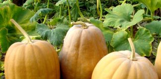Dovleac (Cucurbita pepo, cucurbita maxima) – beneficii și proprietăți