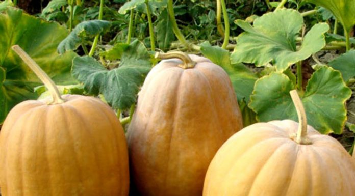 Dovleac (Cucurbita pepo, cucurbita maxima) – beneficii și proprietăți
