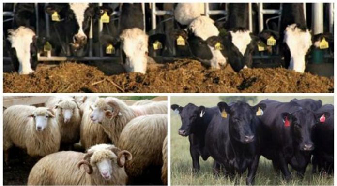 APIA efectuează plata ajutorului de stat în sectorul creșterii animalelor