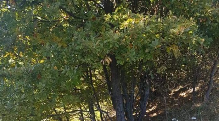 Garda de Mediu, în control la Runcu!