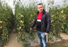 Programul „Tomata”, fără finanțare!