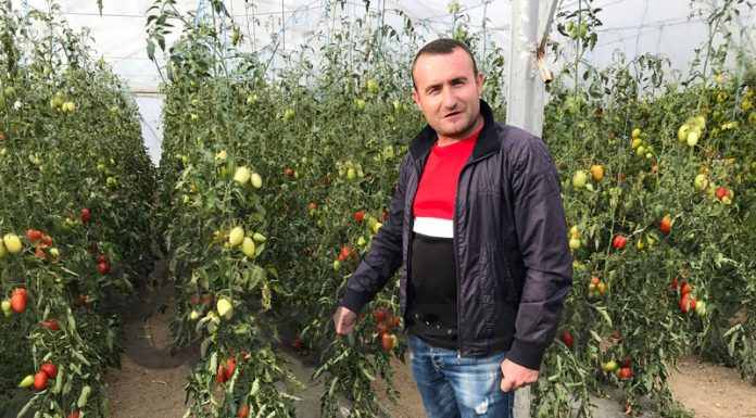 Programul „Tomata”, fără finanțare!