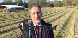 La Bustuchin e vremea culesului de șofran