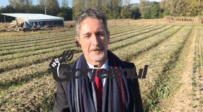 La Bustuchin e vremea culesului de șofran