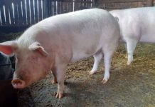 Cinci noi focare de pestă porcină africană la Crușeț, Hurezani și Roșia de Amaradia