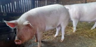 Cinci noi focare de pestă porcină africană la Crușeț, Hurezani și Roșia de Amaradia