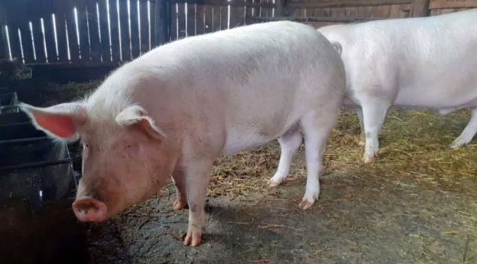 Cinci noi focare de pestă porcină africană la Crușeț, Hurezani și Roșia de Amaradia