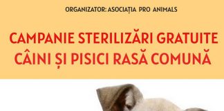 O nouă campanie de sterilizări gratuite a patrupedelor, la Târgu-Jiu