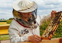 Peste 380.000 de lei au ajuns la apicultorii gorjeni, în cadrul PNA