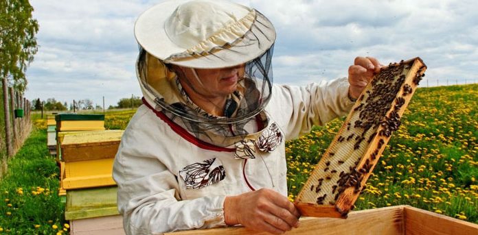 Peste 380.000 de lei au ajuns la apicultorii gorjeni, în cadrul PNA