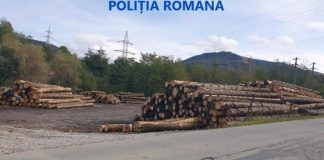 Material lemnos în valoare de aproximativ 640.000 de lei, confiscat de polițiști