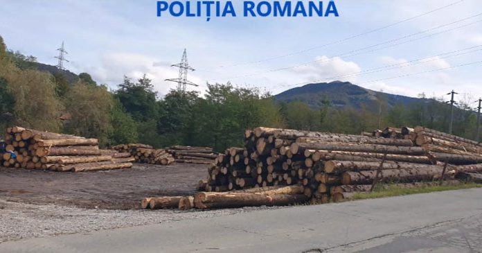 Material lemnos în valoare de aproximativ 640.000 de lei, confiscat de polițiști
