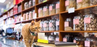 Farmaciile veterinare ce nu sunt deținute de medici veterinari vor fi închise!