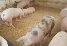 După lunile de relaxare – Un nou focar de pestă porcină, în gospodăria unui localnic din Scoarța