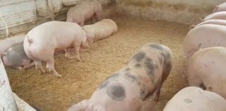 După lunile de relaxare – Un nou focar de pestă porcină, în gospodăria unui localnic din Scoarța