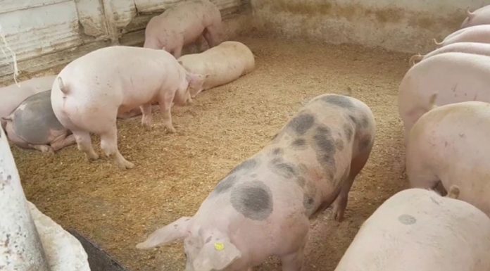 După lunile de relaxare – Un nou focar de pestă porcină, în gospodăria unui localnic din Scoarța