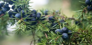 Ienupăr (Juniperus communis) – beneficii și proprietăți
