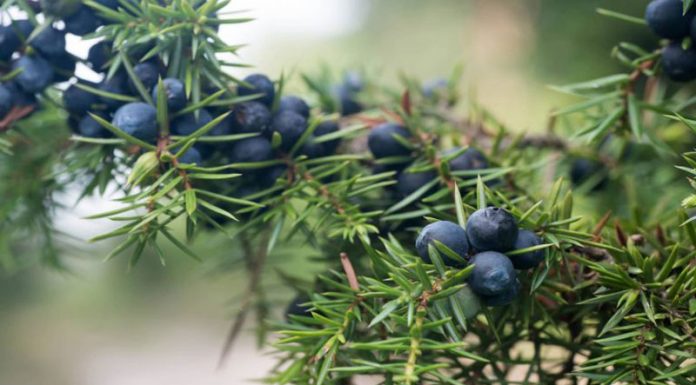 Ienupăr (Juniperus communis) – beneficii și proprietăți