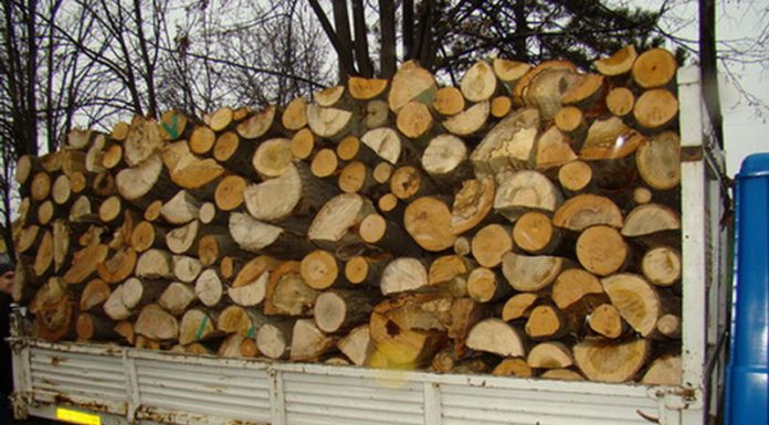 Cercetați pentru furt de lemne