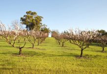 Agricultura pe înțelesul tuturor – Înființați corect plantația de pomi fructiferi
