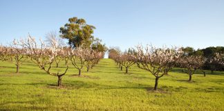 Agricultura pe înțelesul tuturor – Înființați corect plantația de pomi fructiferi