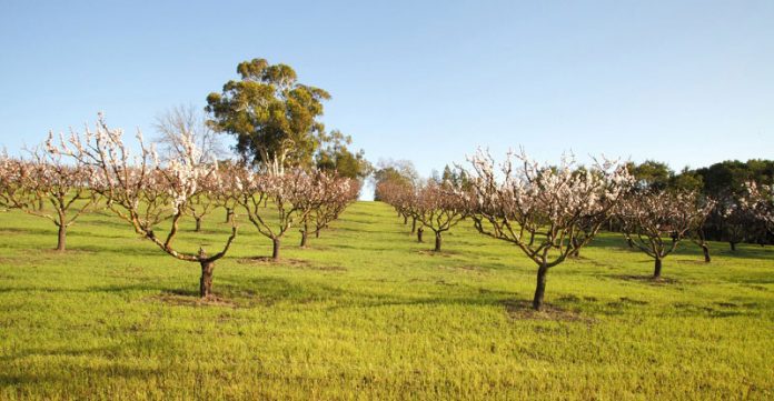 Agricultura pe înțelesul tuturor – Înființați corect plantația de pomi fructiferi