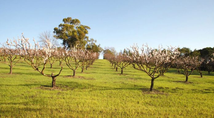 Agricultura pe înțelesul tuturor – Înființați corect plantația de pomi fructiferi