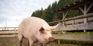 Patru focare noi de pestă porcină africană în localitățile Stoina și Căpreni