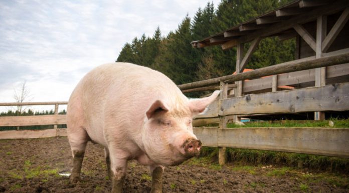 Patru focare noi de pestă porcină africană în localitățile Stoina și Căpreni