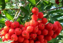 Scoruș de munte (Sorbus aucuparia) – beneficii și proprietăți