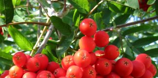 Scoruș de munte (Sorbus aucuparia) – beneficii și proprietăți