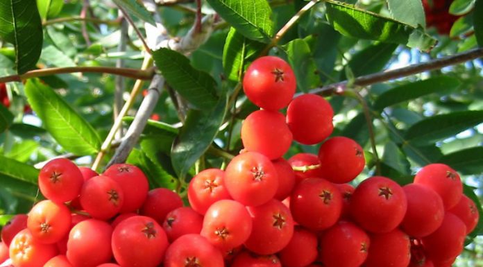 Scoruș de munte (Sorbus aucuparia) – beneficii și proprietăți