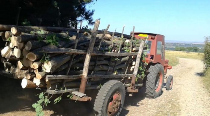 Bărbat de 71 de ani, cercetat pentru furt de lemne