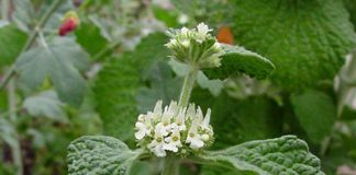 Unguraș (Marrubium vulgare) – beneficii și proprietăți