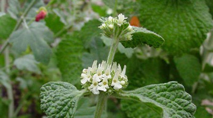 Unguraș (Marrubium vulgare) – beneficii și proprietăți