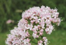 Valeriana (Valeriana officinalis) – beneficii și proprietăți