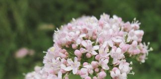 Valeriana (Valeriana officinalis) – beneficii și proprietăți
