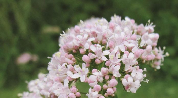 Valeriana (Valeriana officinalis) – beneficii și proprietăți
