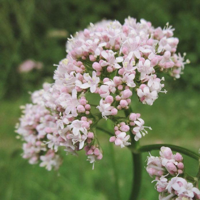 valeriana-officinalis-846615