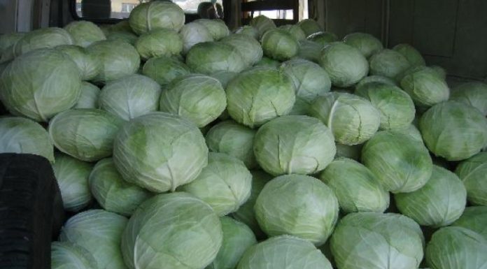 Polițiștii au confiscat peste 3,5 tone de varză